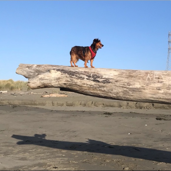 Meet your Posher, Laura - Picture 3 of 3